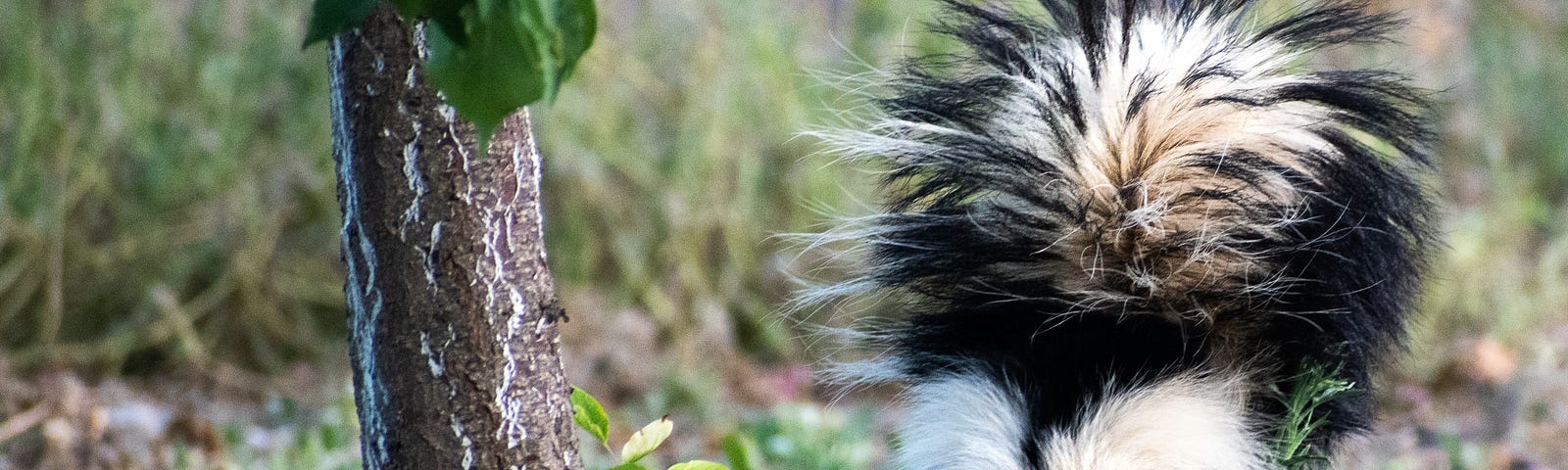 Photo of a skunk for the Story Wild Life by Jonica Bradley