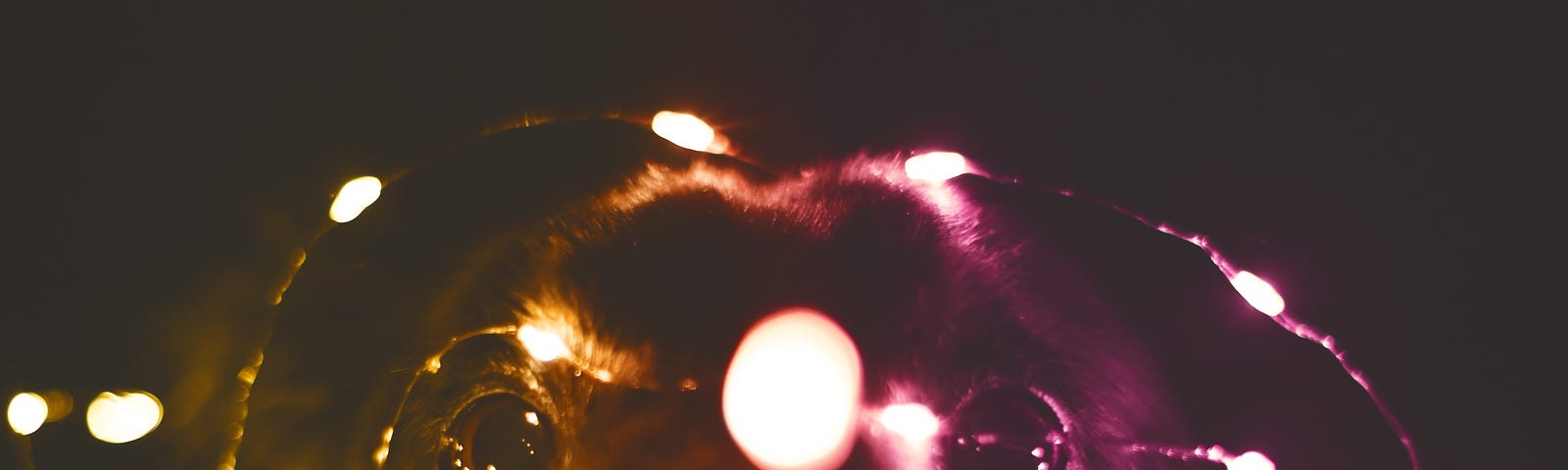 A dog sitting in the dark, staring directly at the camera. Its ears are down and there are lights all around the face (yellow on the left and pink on the right)
