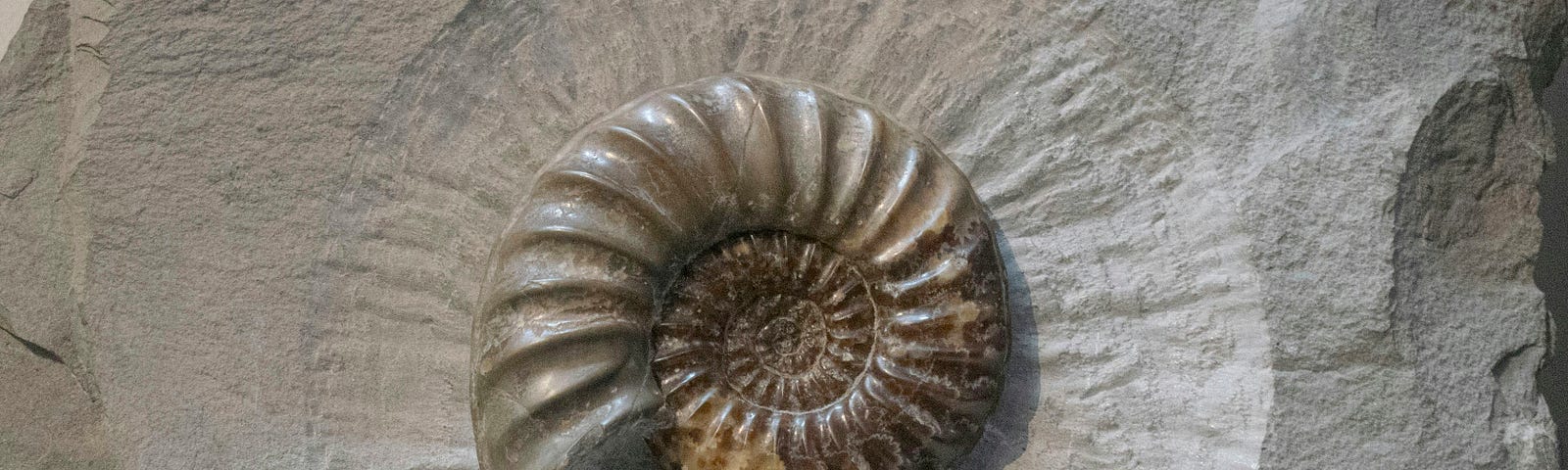 A nautilus fossil carefully carved out of the surrounding rock.