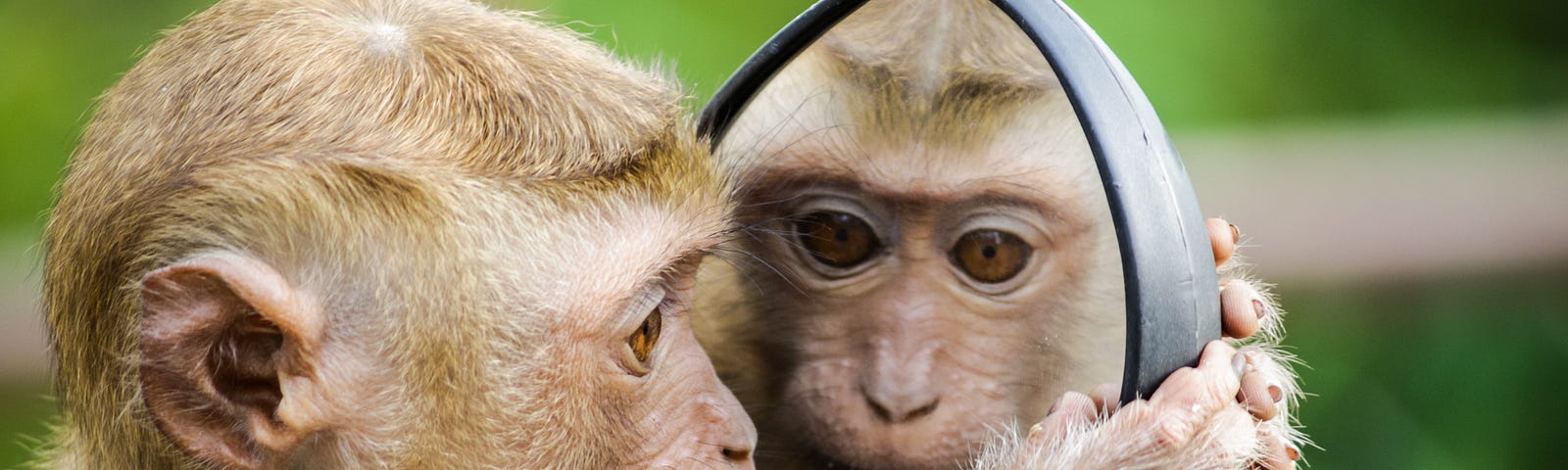 A small light brown monkey stares soulfully into a mirror it is holding up to its face.