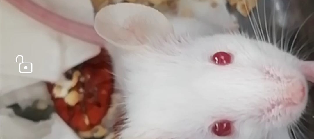 A photo of a white mouse staring directly in the camera