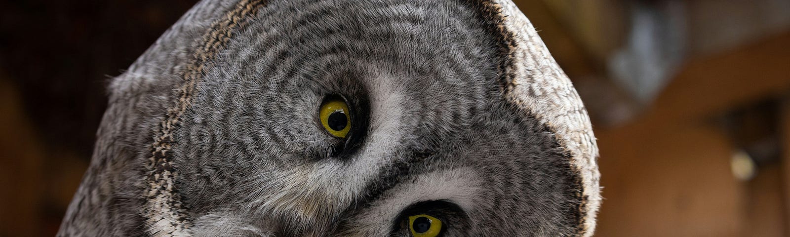 a close-up of an owl tilting his head in curiosity at the camera.