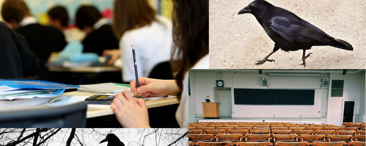 A collage of four images: a blackbird walking on sand, an empty large lecture hall, a raven sitting on a tree branch, and a student taking notes in a classroom.