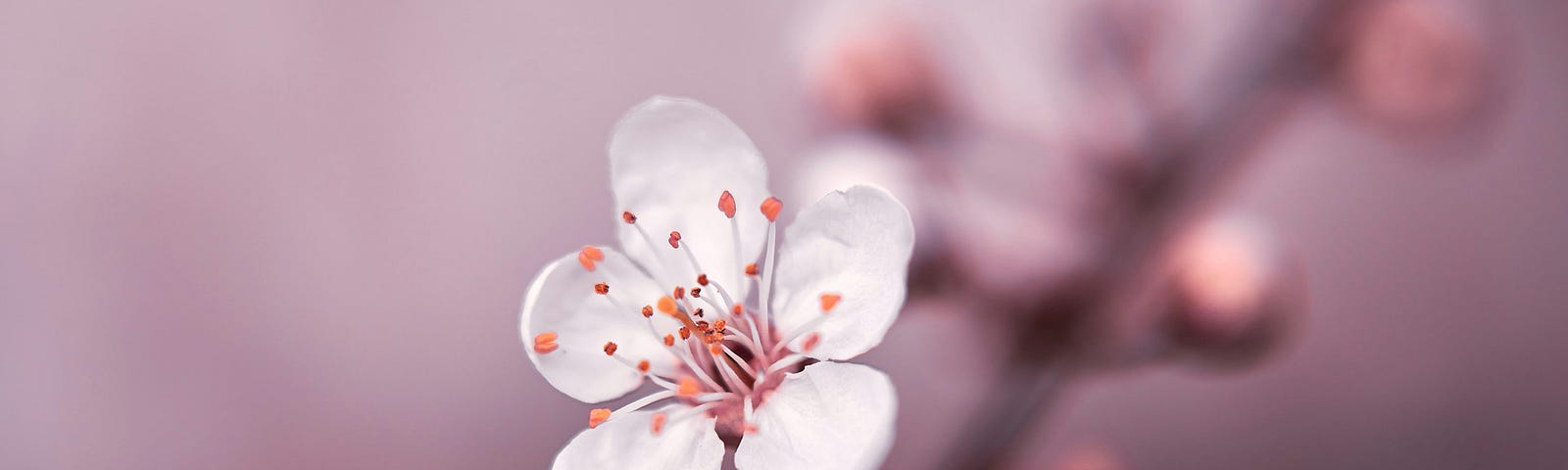 One cherry flower. Delicate, tender, ready to teach us non-comparison.