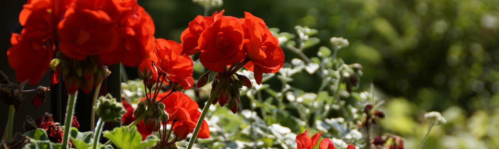 Close-up of a tub of colorful red geraniums.