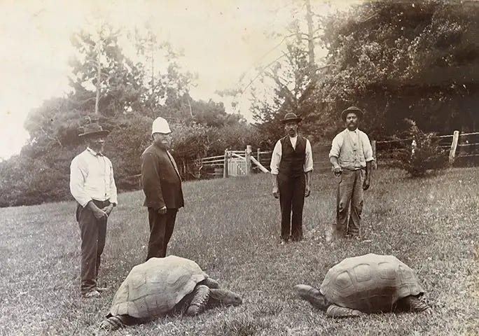 Jonathan, now the world’s oldest turtle, enjoys the grass at St. Helena in 1882.