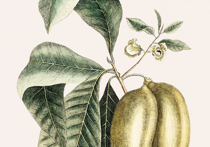 An illustration of a brown seed underneath the plant, three golden brown pawpaws hanging on a branch with green leaves, white and dark yellow flowers growing from one main branch.