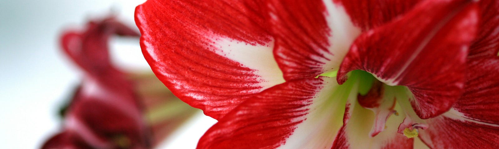 a beautiful image of a red amaryllis