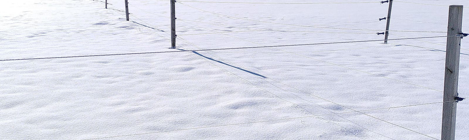 Fence posts criss-cross a snowy landscape