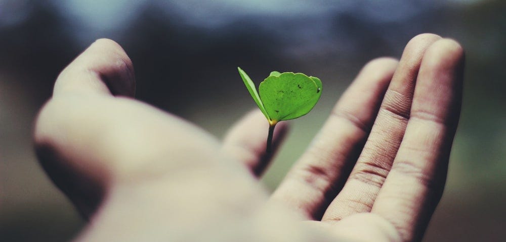 A newly sprouted plant in a human hand