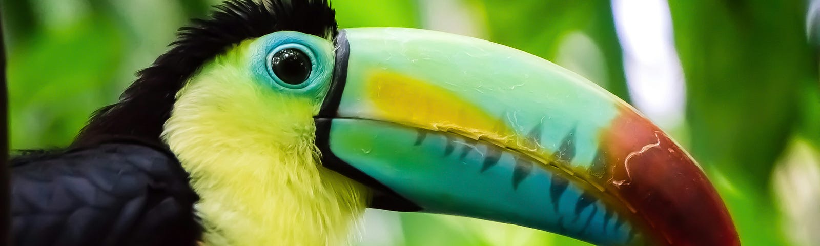 a stock photo of a toucan bird