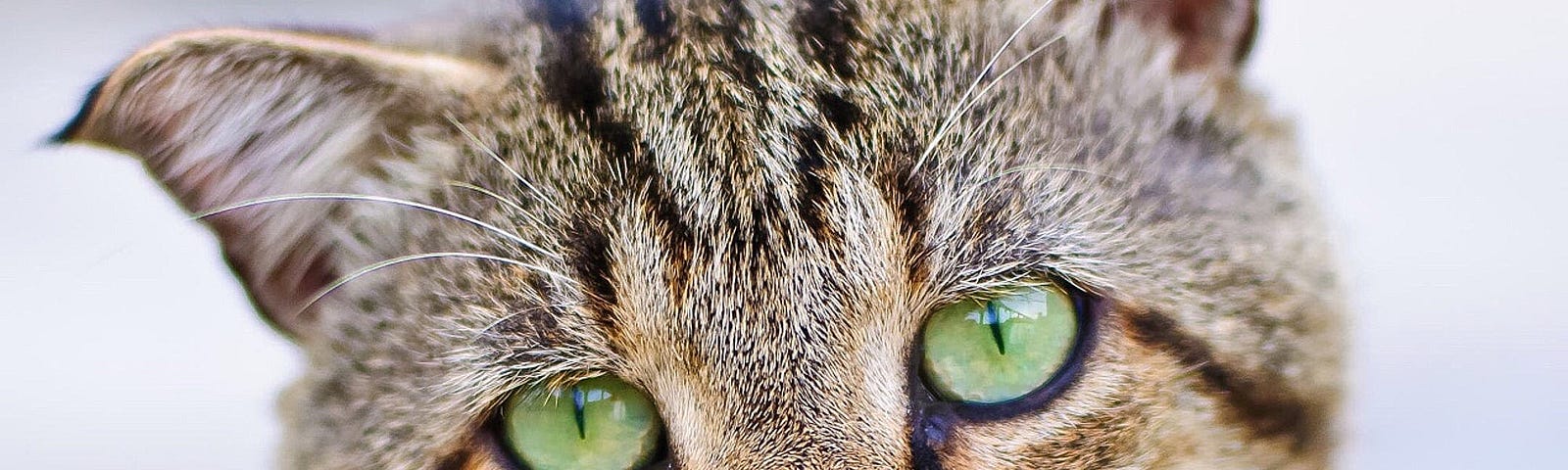 Photo of an old brown and grey cat with green eyes and an sad expression