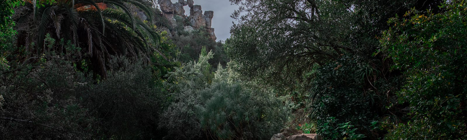 An overgrown garden with stone steps