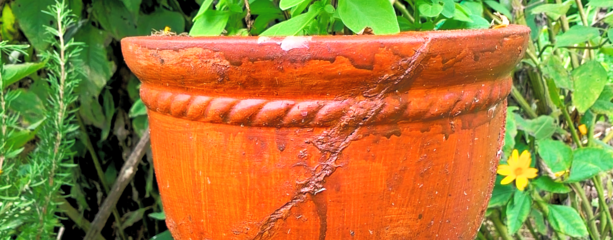 Close-up of a large terracot pot with a glued crack from top to bottom, with flowers still growing in it.