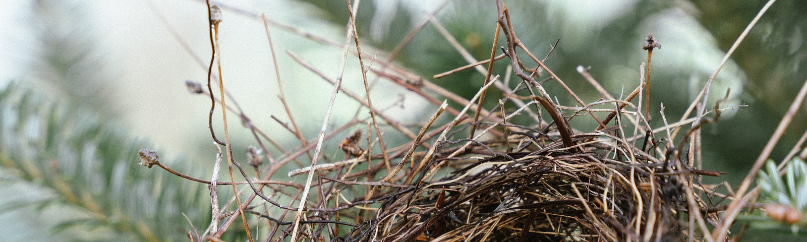 Empty nest on a pine tree.