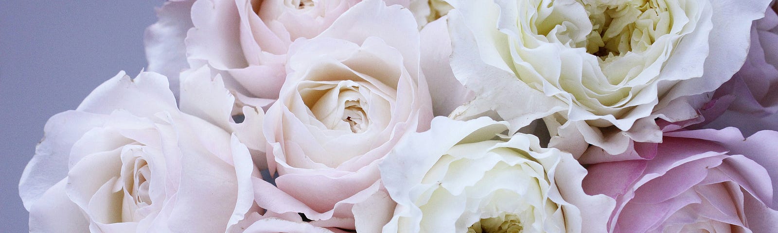 close up photograph of delicate cream and lilac roses