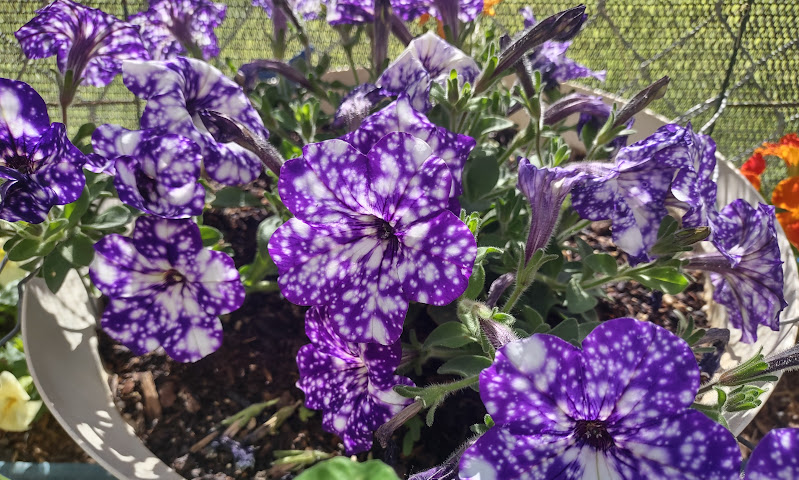 a plant pot with purple and white spotted flowers. You can also see some greenary around