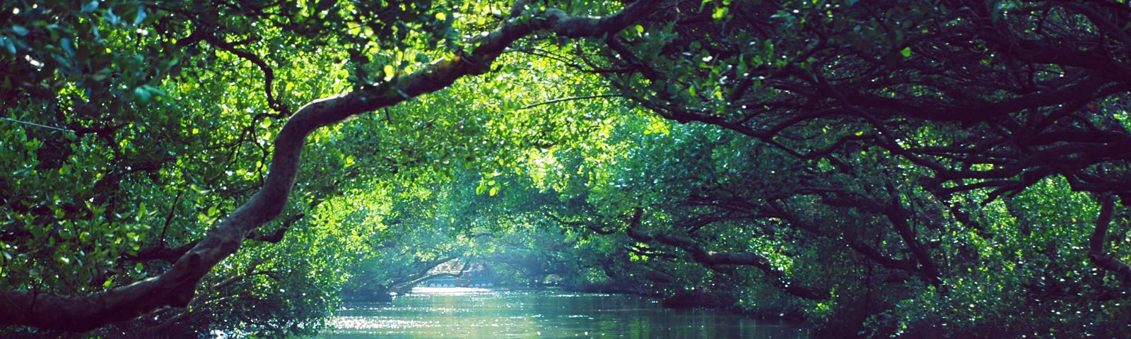 Serene rive flowing through a jungle.