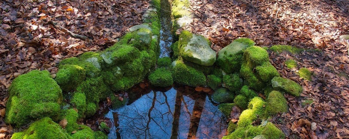 Reflections of trees in a watering hole lined by mossy rocks, surrounded by fallen leaves.