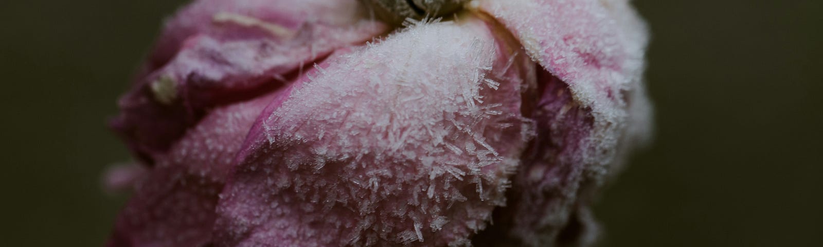 A dead frosted flower