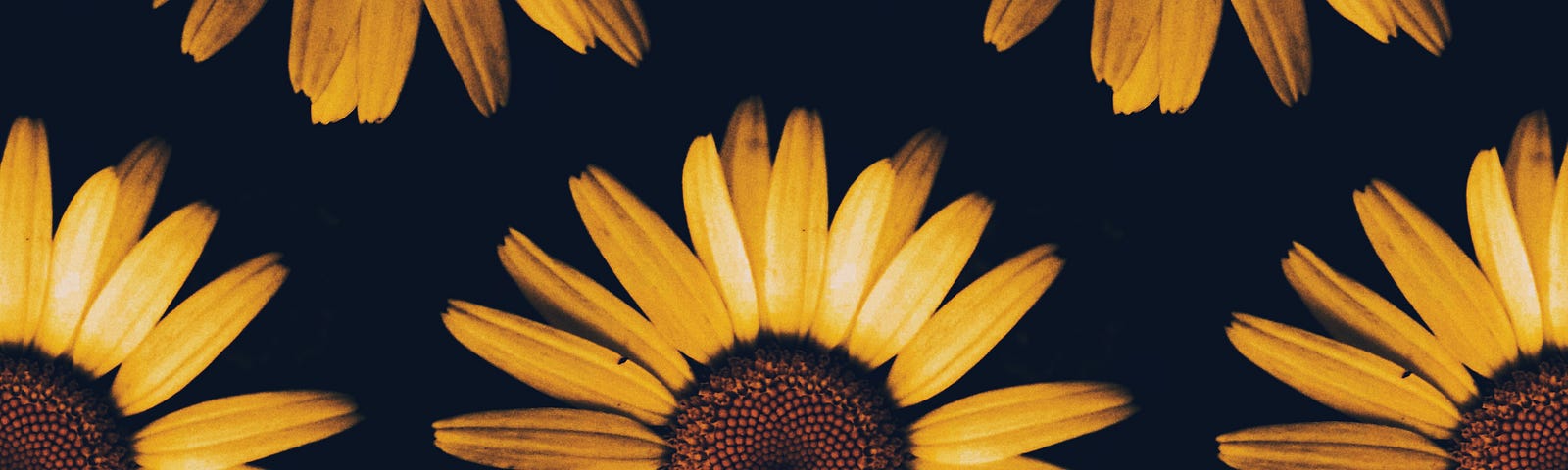 Seven sunflower blooms arrayed on a black background.