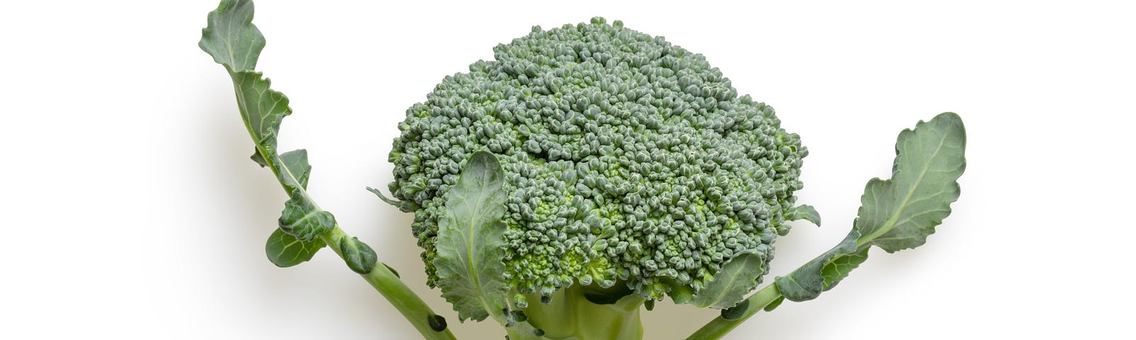 Broccoli tree with slender leaves on either side.