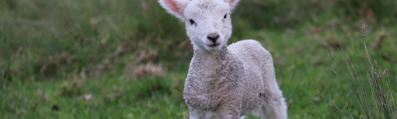 Little lamb and language