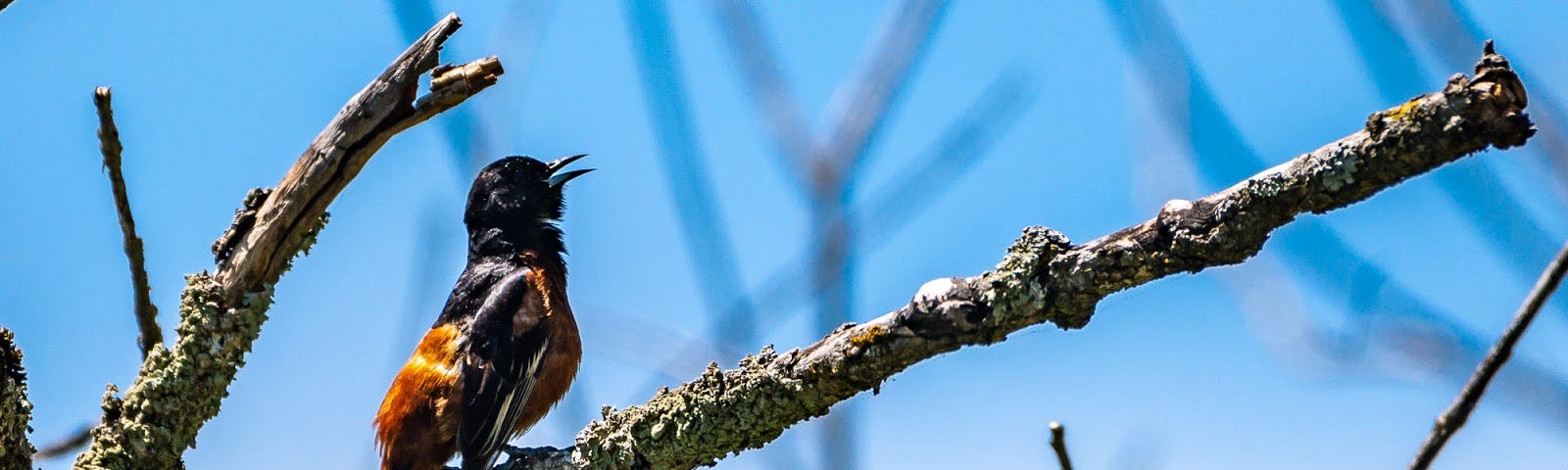 Orchard oriole.