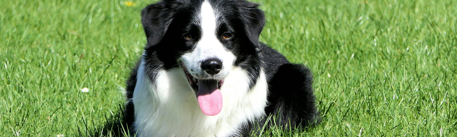 A Border Collie lays in grass, with tongue hanging out