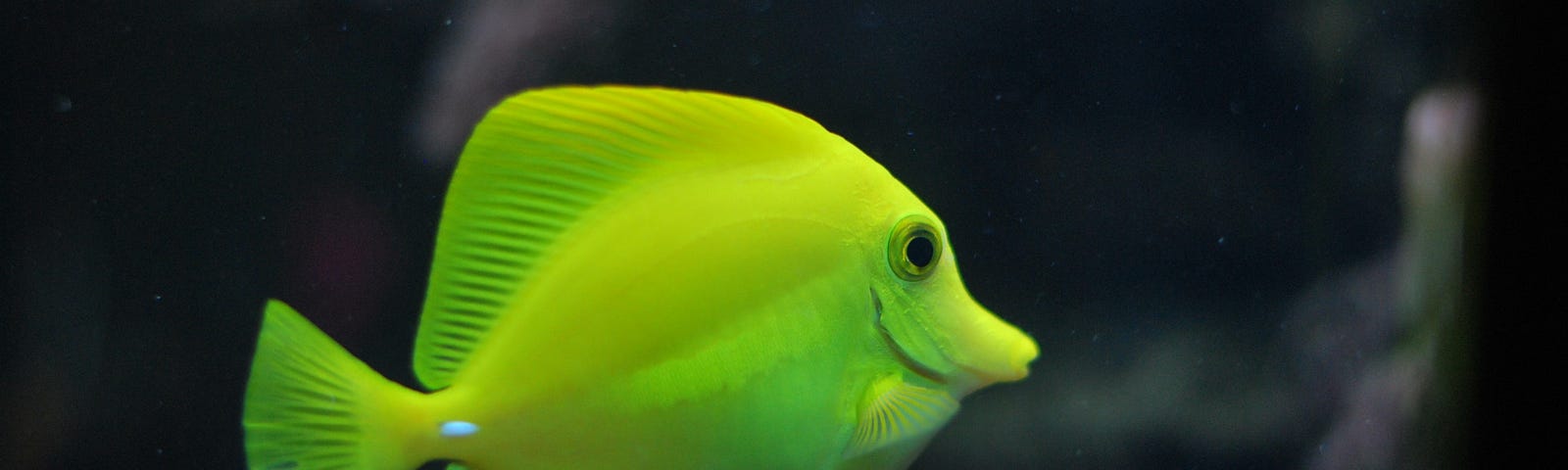 bright colored fish