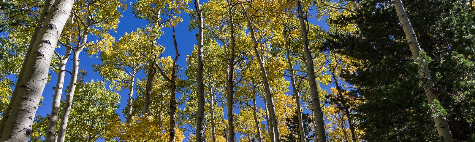 Fall color September 25, 2016 in the upper end of Bear Jaw Canyon, Bear Jaw Trail Coconino National Forest 