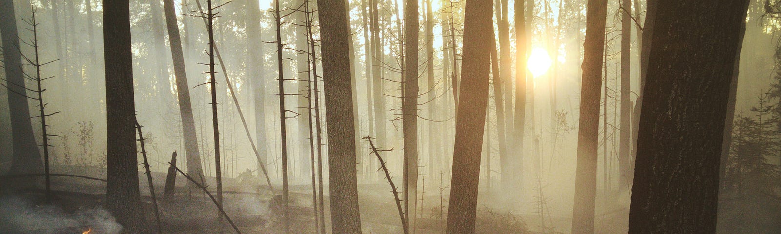 A forest with smoke coming up from the darkened ground. A small fire can still be seen in the left. The sun shines through the trees and smoke, so it looks almost like a fog.
