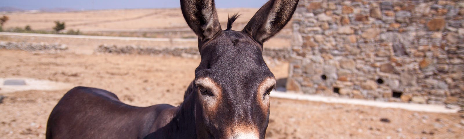 donkey, burro, ass