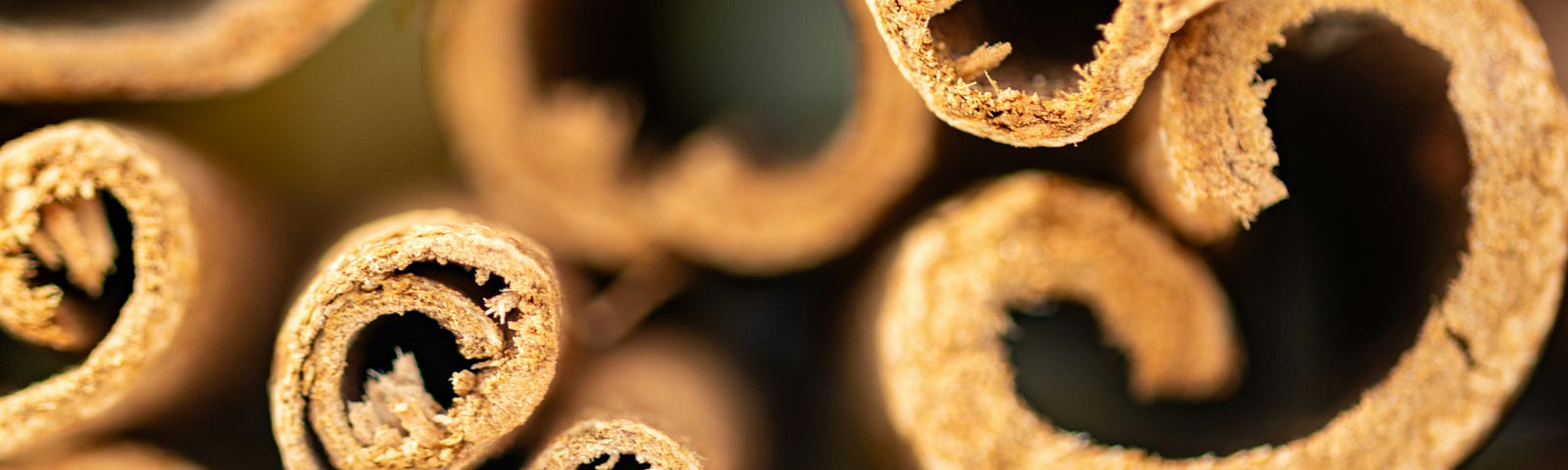 Raw tubes of cinnamon, seen head-on in close-up.