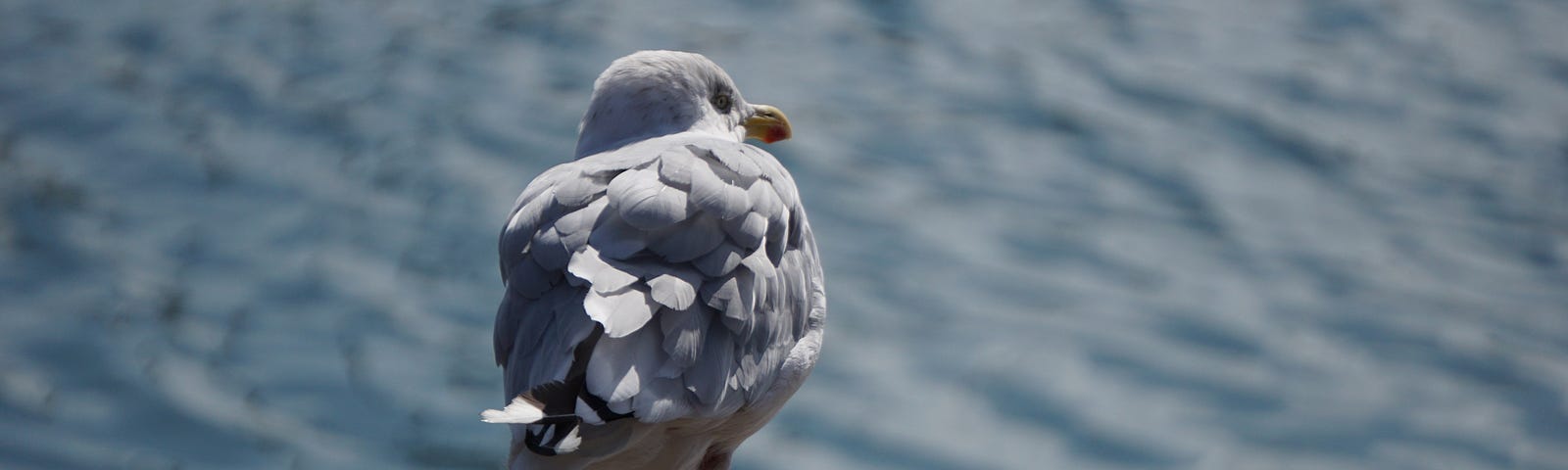 a pigeon with only one feet is standing by water