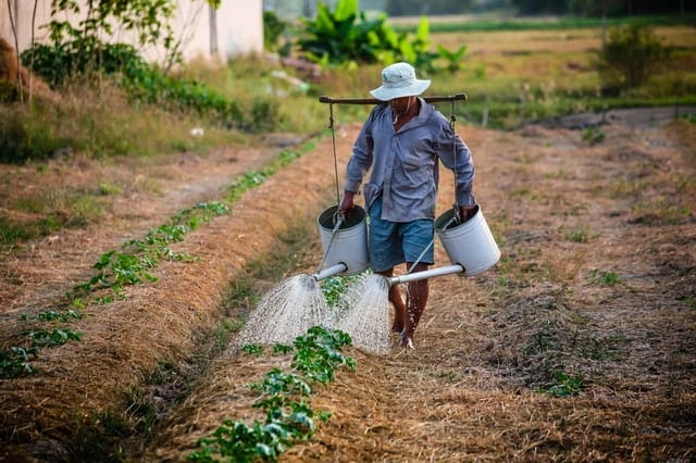 A man watering crops with two watering cans tied to a stick over his shoulders.
