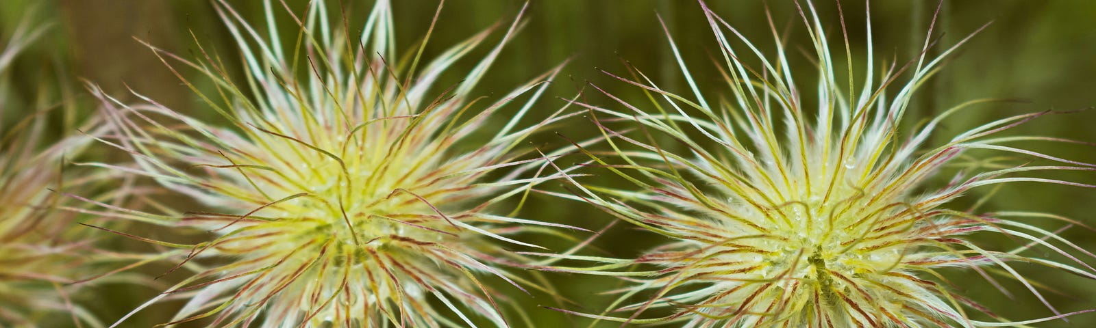 two large delicate yet spiky flowerheads against a green background