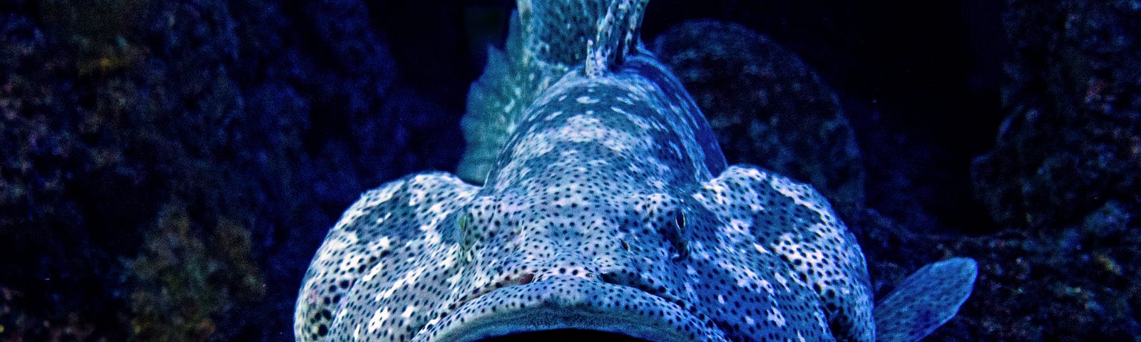 Head-on view of enormous variegated-blue fish with gaping mouth, presented on black background.