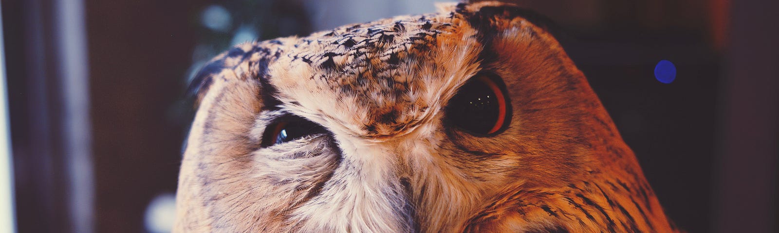 A curious owl.