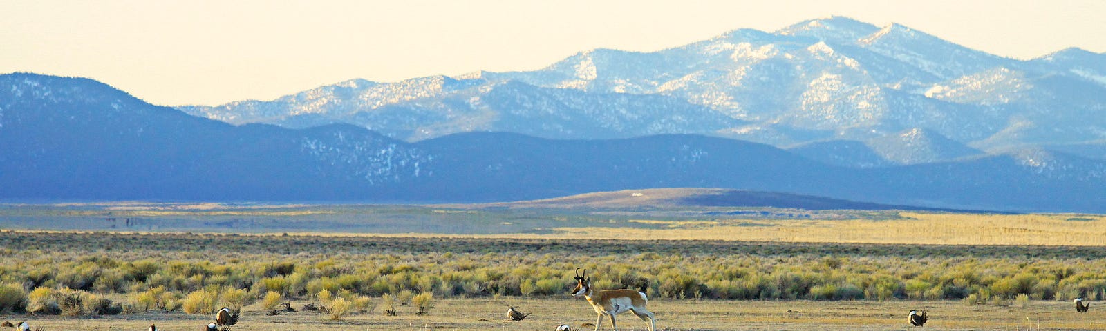 Leking Greater sage-grouse and pronghorn male, Northeastern Nevada