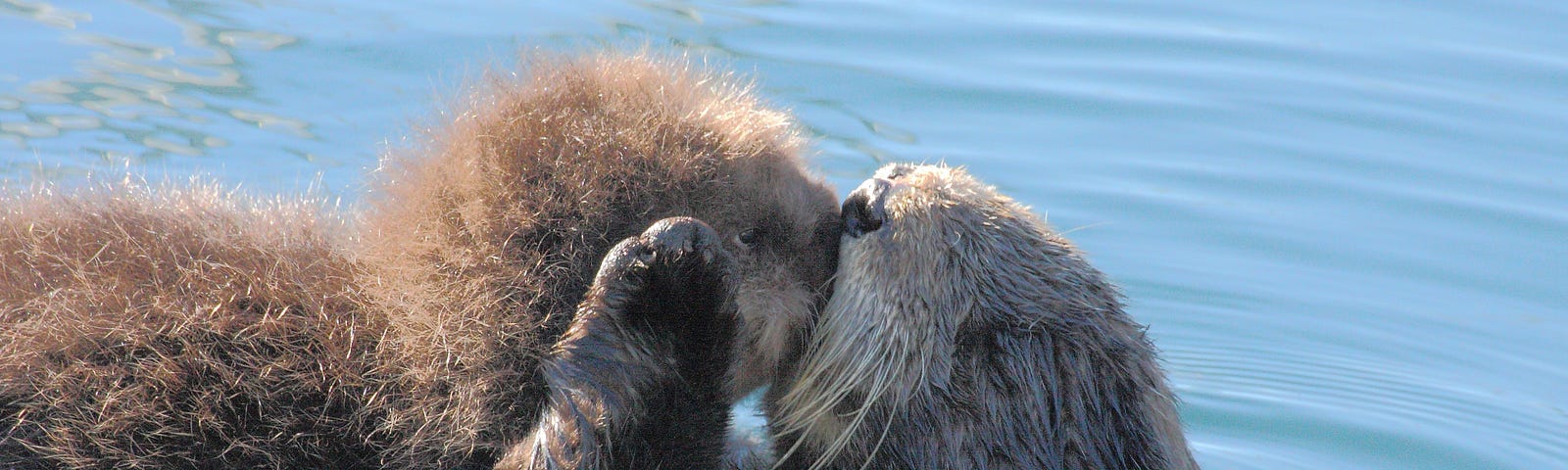 Sea otter mom and pup