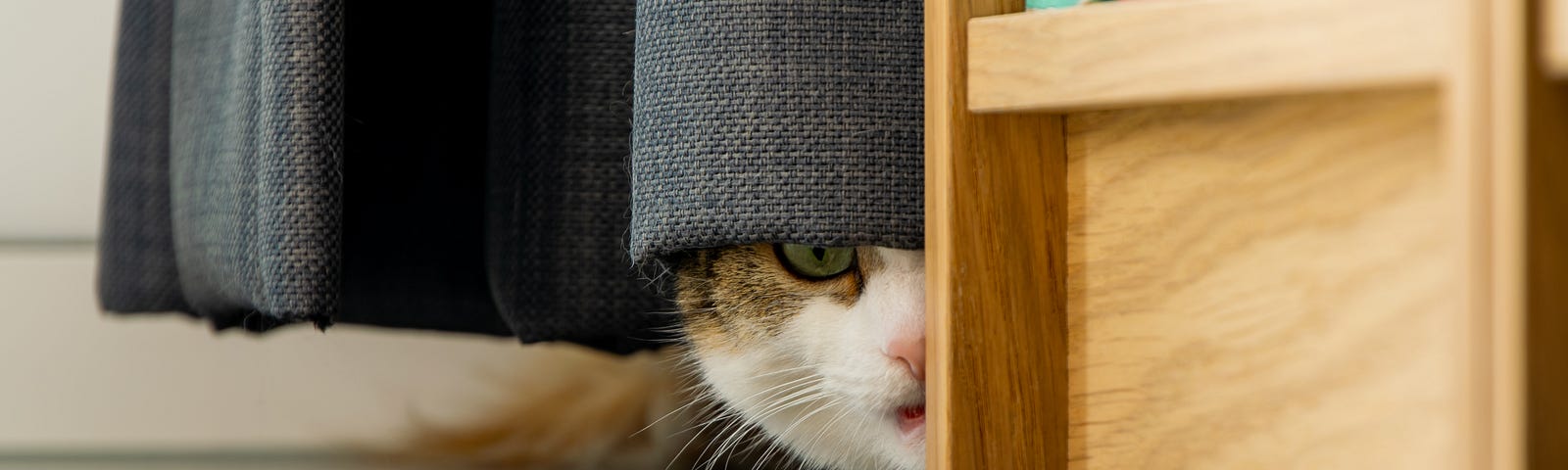 Cat behind a piece of furniture, peeking out from under a curtain.