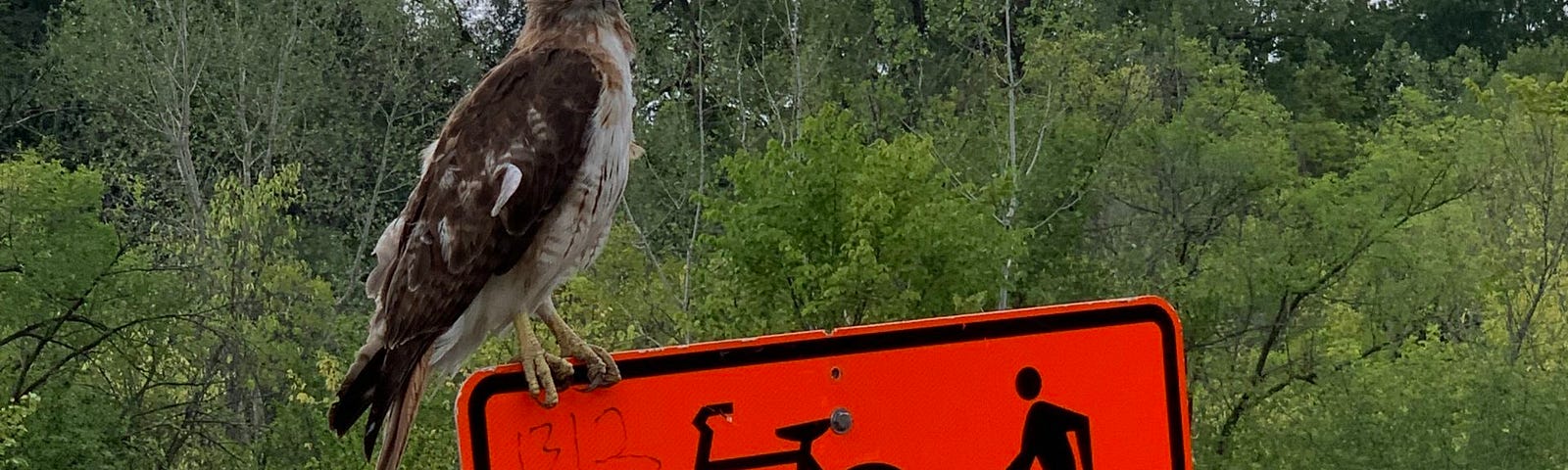 Baby hawk standing on an orange detour sign