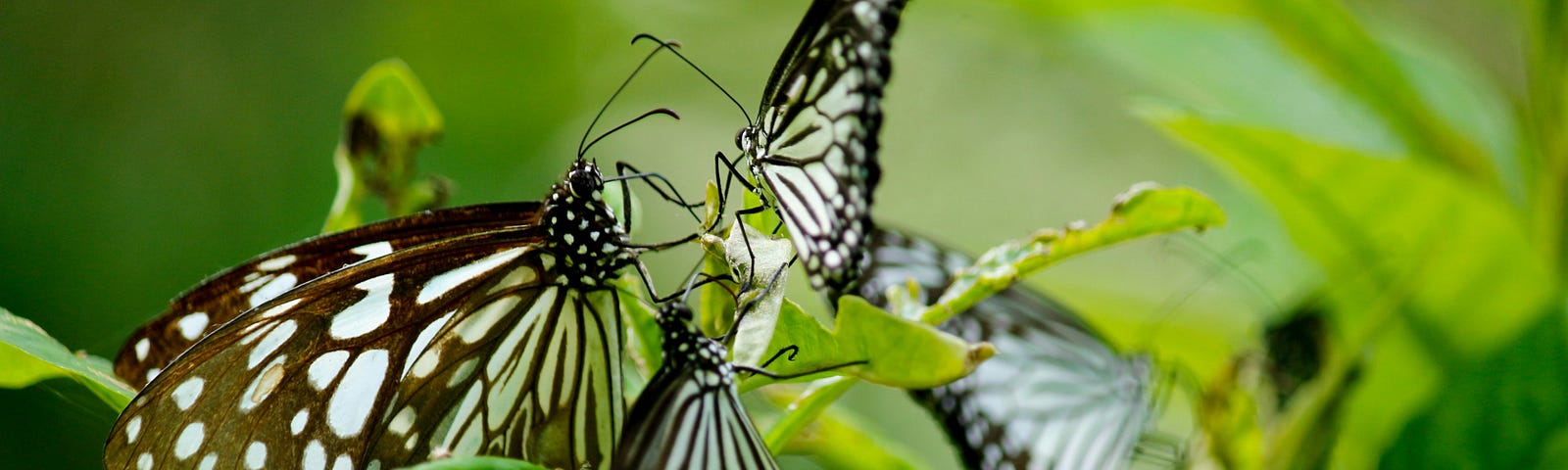 Photos of butterflies on a bush with lots of black and blues on their beautiful wings.