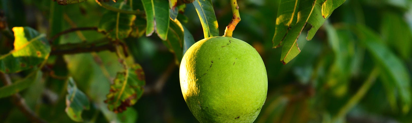 A green mango hanging from a mango tree, against a backdrop of dark green leaves.