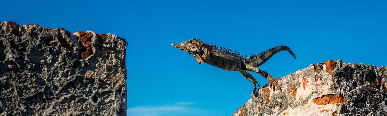 A lizard leaping between two walls with a blue sky in the background.