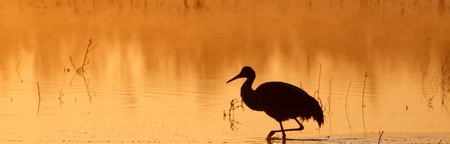 Sandhill Crane Sunrise - Bosque del Apache National Wildlife Refuge