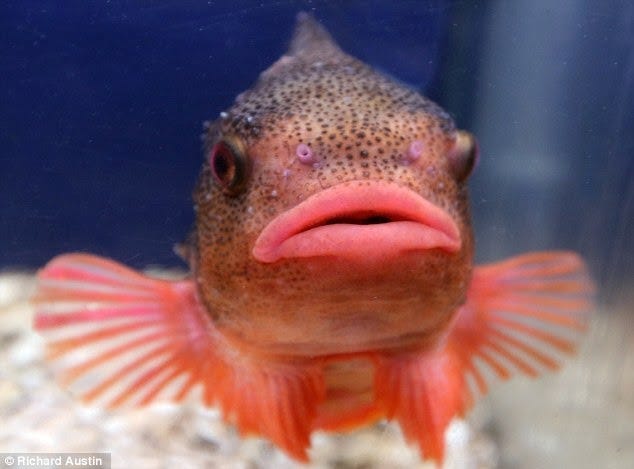 Pufferfish with enormous lips.