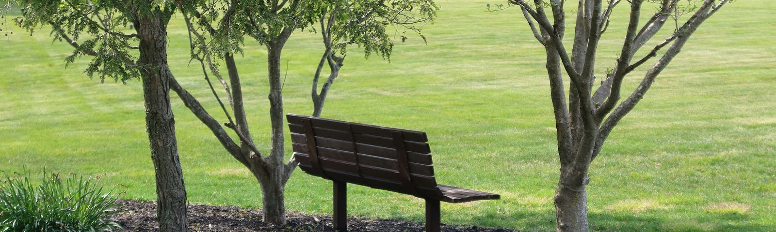 An empty bench in a park surrounded with 3 small trees