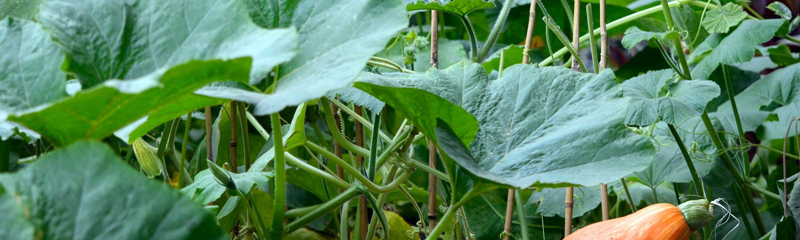 this is a picture of a squash plant with one orange squash in it.